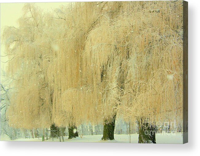 Trees Acrylic Print featuring the photograph Weeping #1 by Julie Lueders 