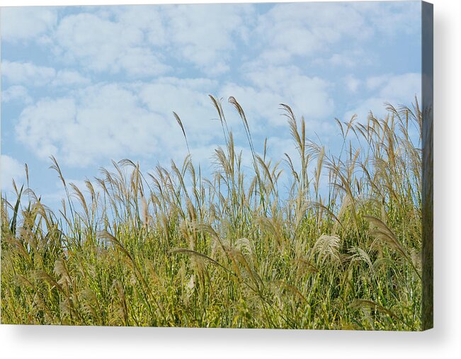 Ornamental Grass Acrylic Print featuring the photograph Whispers Of Summer #1 by Fraida Gutovich