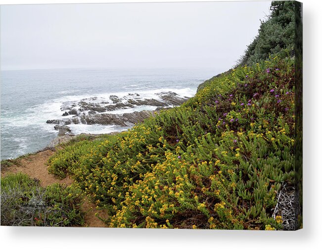 Wild Flowers At The Beach Montana De Oro Acrylic Print featuring the photograph Wild Flowers At The Beach Montana de Oro #1 by Barbara Snyder