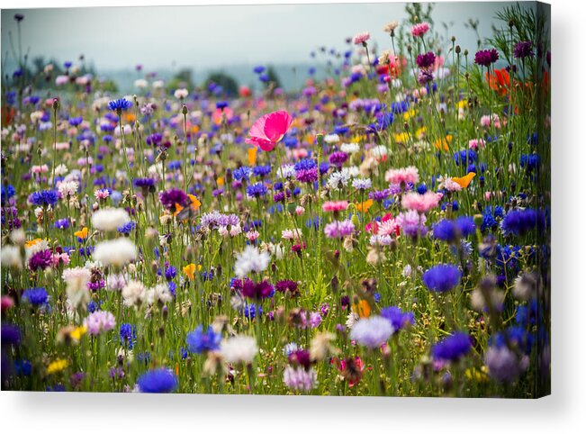 Wildflowers Acrylic Print featuring the photograph Wild Flowers #1 by Kristopher Schoenleber