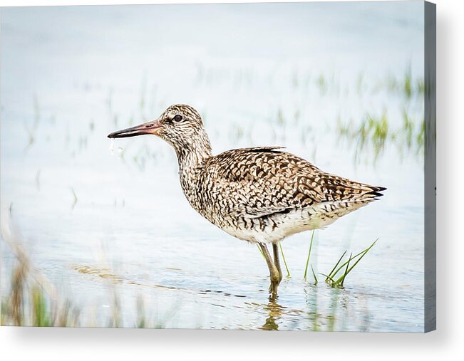 Assageague National Seashore Acrylic Print featuring the photograph Willet #1 by Gary E Snyder