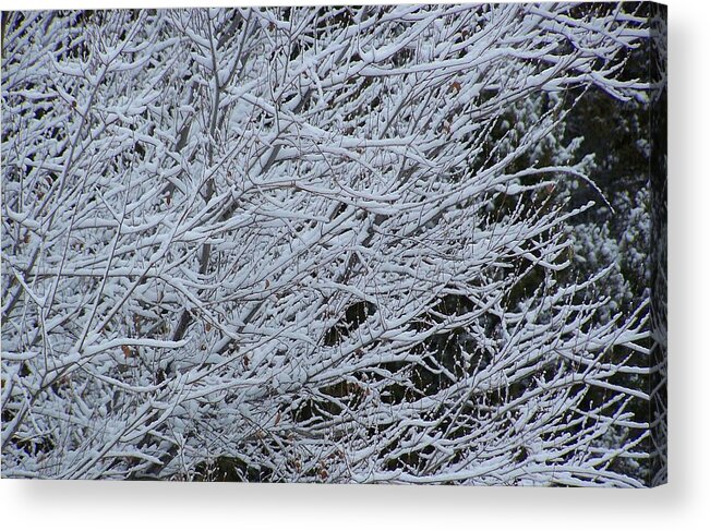 Winter Acrylic Print featuring the photograph Winter at dusk by Pamela Walrath