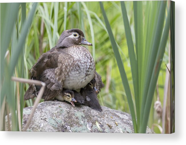 Babies Acrylic Print featuring the photograph Wood Duck Family #1 by Mircea Costina Photography