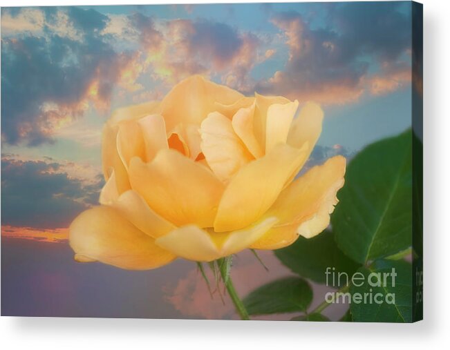 Rose Acrylic Print featuring the photograph Yellow Rose of Texas #2 by Joan Bertucci