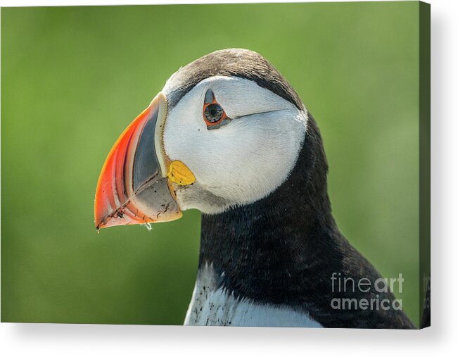 Atlantic Puffin Acrylic Print featuring the photograph Atlantic Puffin #11 by Craig Shaknis