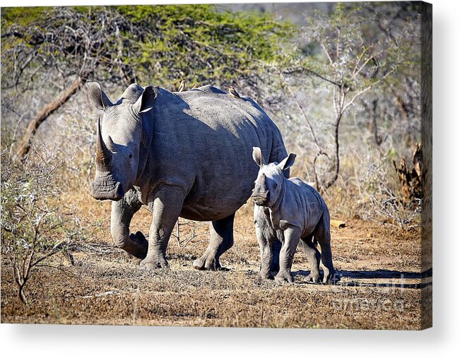 South Acrylic Print featuring the photograph 1033 Southern White Rhinoceros and Calf by Steve Sturgill