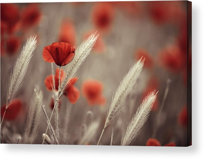 Poppy Acrylic Print featuring the photograph Summer Poppy Meadow by Nailia Schwarz