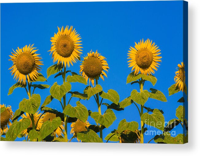 Agriculture Acrylic Print featuring the photograph Field of sunflowers #12 by Bernard Jaubert
