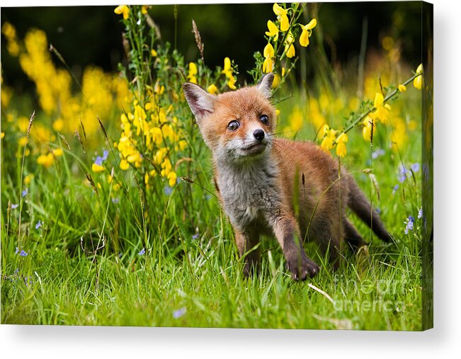 Animal Acrylic Print featuring the photograph Red Fox Vulpes Vulpes #12 by Gerard Lacz