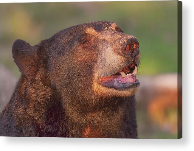 Animal Acrylic Print featuring the photograph Black Bear #13 by Brian Cross