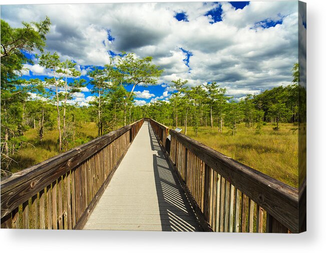 Everglades Acrylic Print featuring the photograph Florida Everglades #13 by Raul Rodriguez
