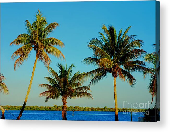 Palm Trees Acrylic Print featuring the photograph 13- Palms In Paradise by Joseph Keane