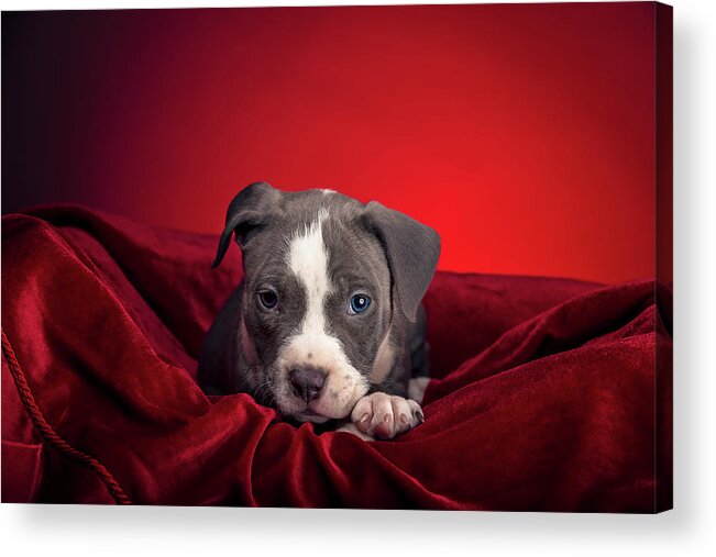Adorable Acrylic Print featuring the photograph American Pitbull Puppy #15 by Peter Lakomy