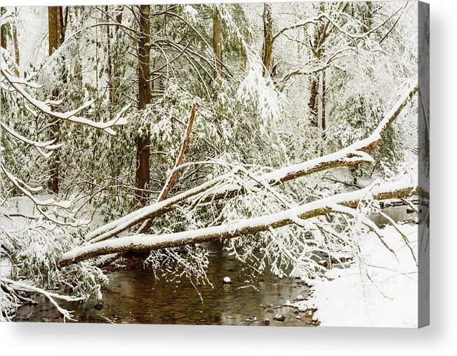 Cranberry River Acrylic Print featuring the photograph Winter along Cranberry River #15 by Thomas R Fletcher
