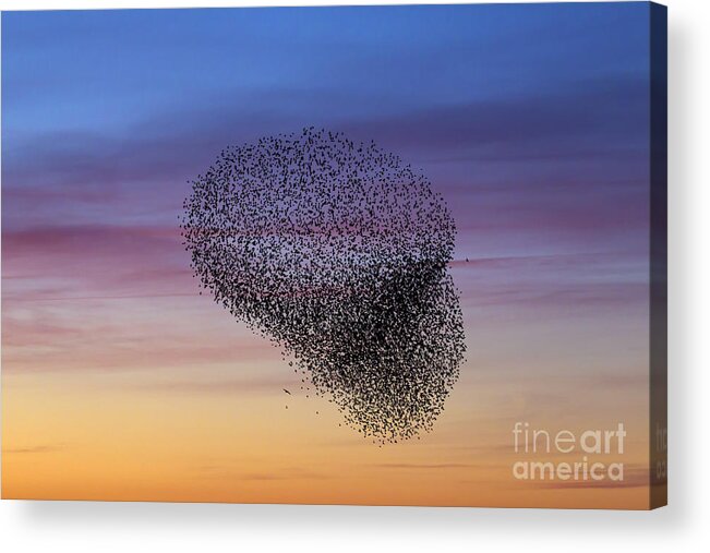 Common Starling Acrylic Print featuring the photograph 150501p260 by Arterra Picture Library