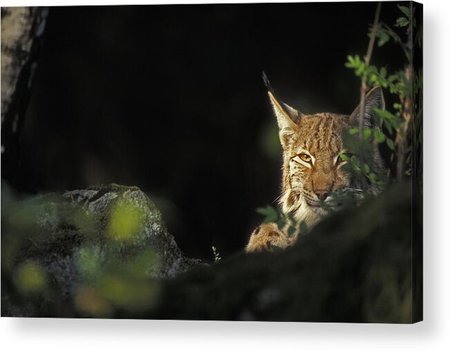 Eurasian Lynx Acrylic Print featuring the photograph 151001p105 by Arterra Picture Library