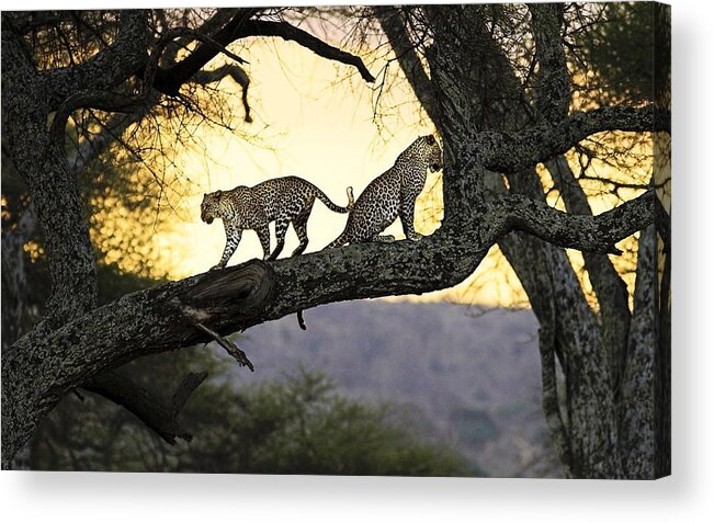 Leopard Acrylic Print featuring the photograph Leopard #16 by Jackie Russo