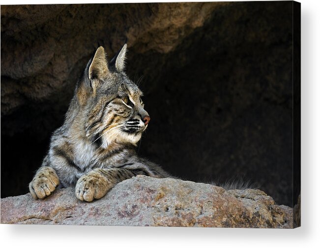 Bobcat Acrylic Print featuring the photograph Bobcat by Arterra Picture Library