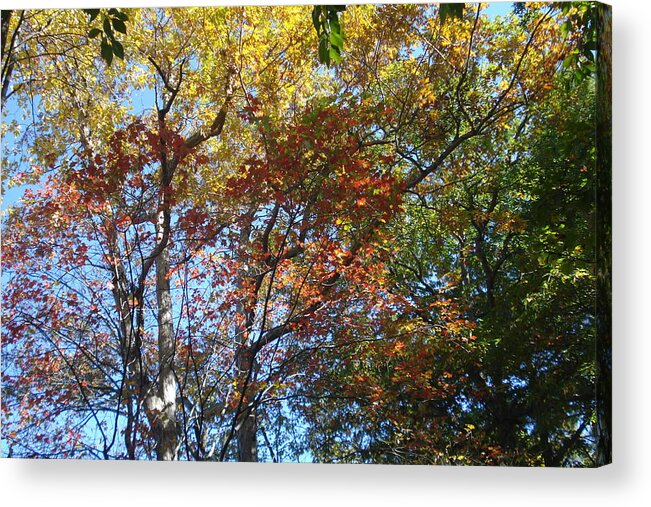 Landscape Acrylic Print featuring the photograph Autumn in MA #17 by Victoria Wang