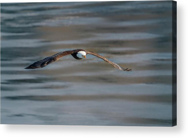 Illinois Acrylic Print featuring the photograph Bald Eagle #17 by Peter Lakomy