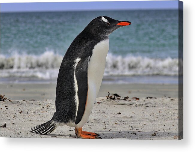 Gentoo Penguins Falkland Islands Acrylic Print featuring the photograph Gentoo Penguins Falkland Islands #17 by Paul James Bannerman