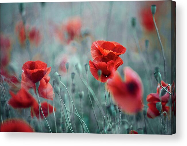 Poppy Acrylic Print featuring the photograph Summer Poppy Meadow #17 by Nailia Schwarz