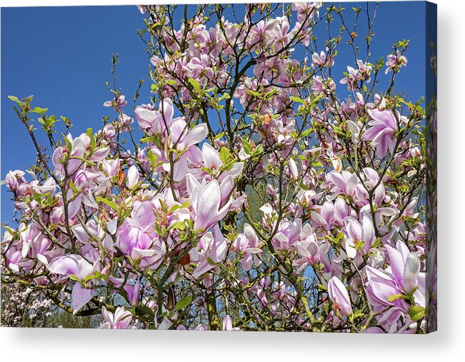 Sprenger's Magnolia Acrylic Print featuring the photograph 170224p231 by Arterra Picture Library