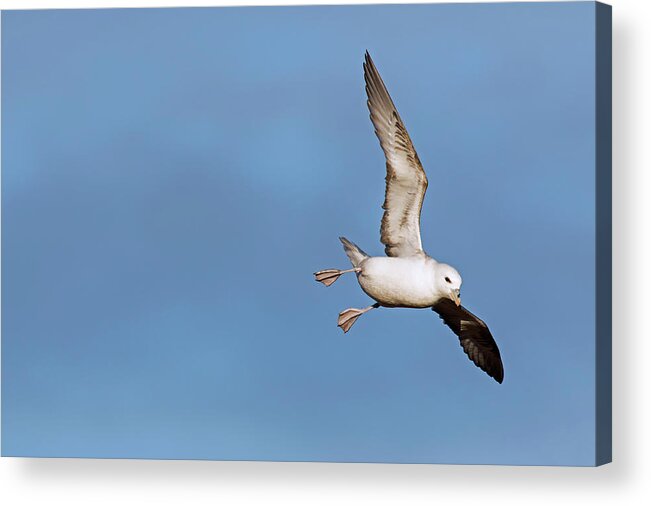 Northern Fulmar Acrylic Print featuring the photograph 170417p035 by Arterra Picture Library