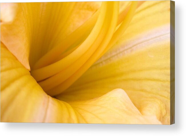 Flower Acrylic Print featuring the photograph Flower #185 by Mariel Mcmeeking