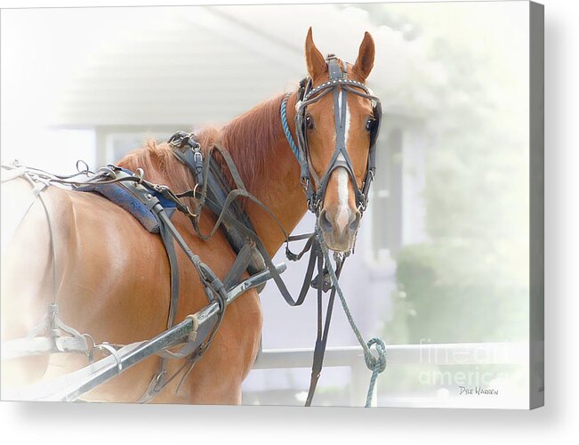 Amish Acrylic Print featuring the photograph All Decked Out by Dyle  Warren