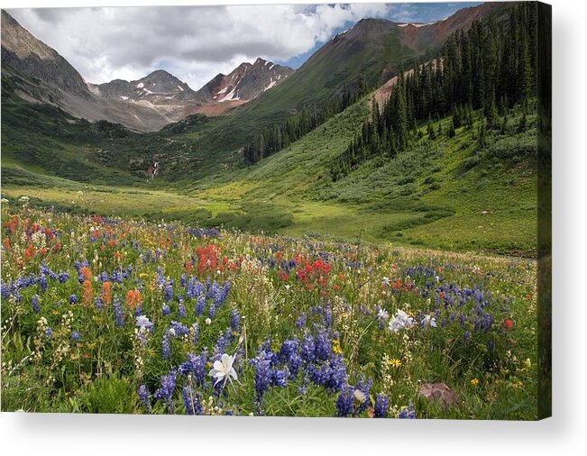 Alpines Acrylic Print featuring the photograph Alpine Flowers In Rustler's Gulch, Usa #2 by Bob Gibbons