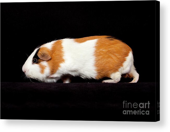 American Guinea Pig Acrylic Print featuring the photograph American Guinea Pigs - Cavia porcellus #2 by Anthony Totah