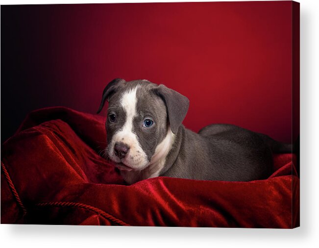 Adorable Acrylic Print featuring the photograph American Pitbull Puppy by Peter Lakomy
