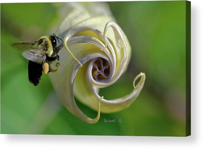 Angel Trumpet Acrylic Print featuring the photograph Angel Trumpet #2 by Diane Giurco