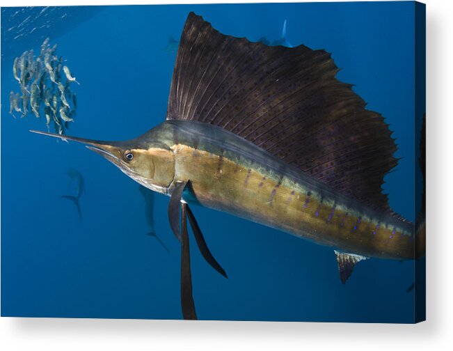Mp Acrylic Print featuring the photograph Atlantic Sailfish Istiophorus Albicans #2 by Pete Oxford