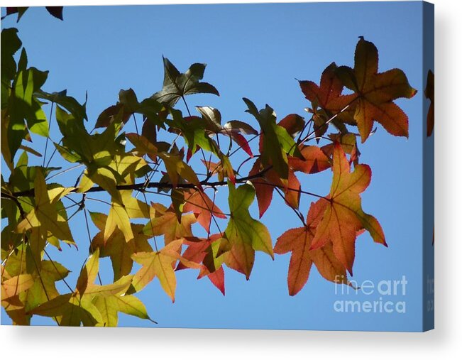 Autumn Acrylic Print featuring the photograph Autumn Leaves #2 by Jean Bernard Roussilhe