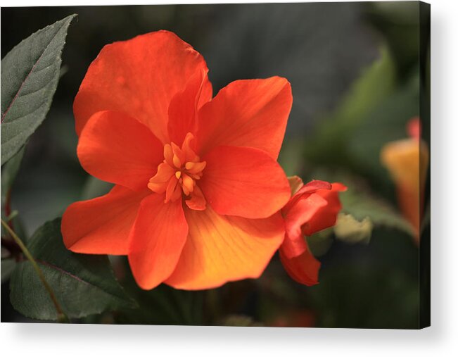 Flower Acrylic Print featuring the photograph Begonia by Tammy Pool