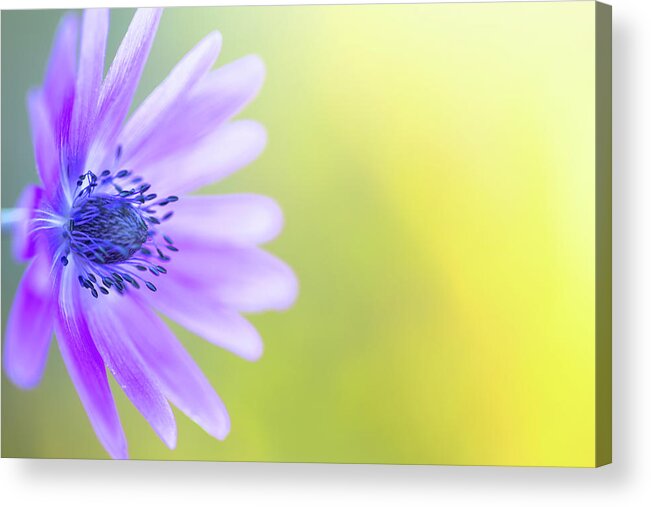Dof Acrylic Print featuring the photograph Blue Violet Daisy Wildflower #2 by Dirk Ercken