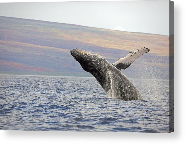 Outdoors Acrylic Print featuring the photograph Breaching Humpback Whale Megaptera #2 by Dave Fleetham