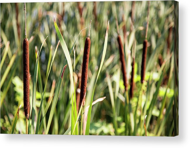Cattails Acrylic Print featuring the photograph 2 Cattails by David Stasiak