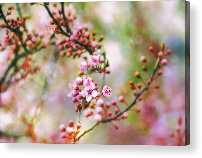 Cherry Blossoms Acrylic Print featuring the photograph Cherry Blossoms in Spring #2 by Peggy Collins