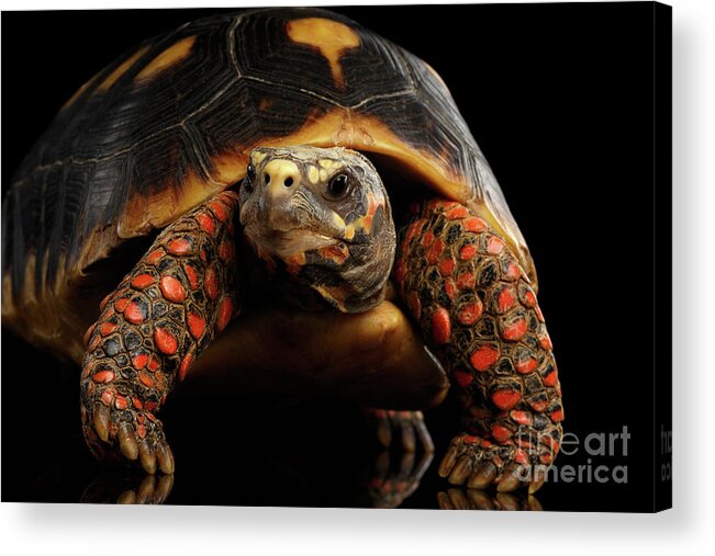 Tortoise Acrylic Print featuring the photograph Close-up of Red-footed tortoises, Chelonoidis carbonaria, Isolated black background #3 by Sergey Taran