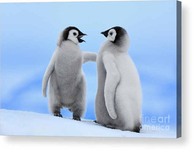 Mp Acrylic Print featuring the photograph Emperor Penguin Aptenodytes Forsteri #1 by Jan Vermeer