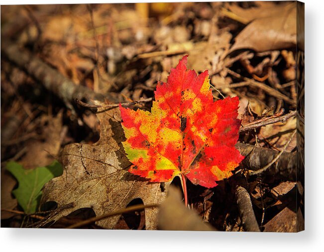 Fall Acrylic Print featuring the photograph Fall in New Hampshire #2 by Benjamin Dahl
