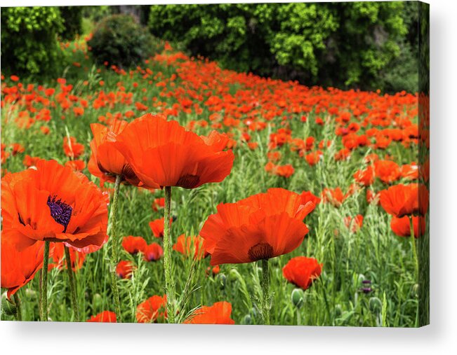 Wild Flowers Acrylic Print featuring the photograph Field of Poppies #2 by Scott Law