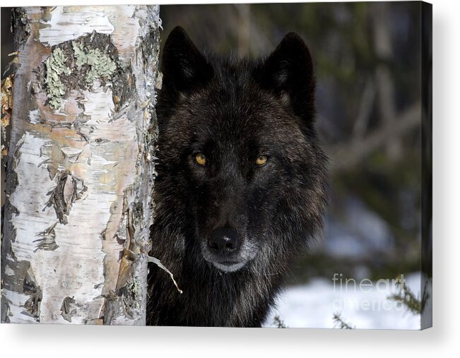 Gray Wolf Acrylic Print featuring the photograph Gray Wolf by Jean-Louis Klein and Marie-Luce Hubert