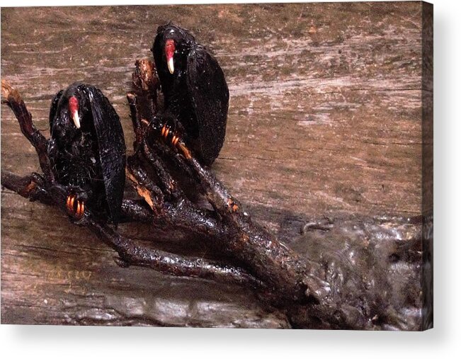3d Acrylic Print featuring the mixed media 2 Hulking Vultures by Roger Swezey