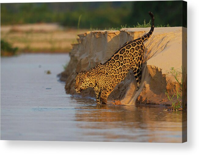 2016 Acrylic Print featuring the photograph Jaguar #2 by Jean-Luc Baron