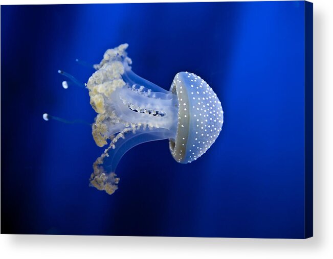 Dotted Barrel Jellyfish Acrylic Print featuring the photograph Jellyfish #2 by Joana Kruse