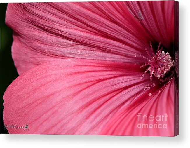 Mccombie Acrylic Print featuring the photograph Lavatera named Silver Cup #3 by J McCombie